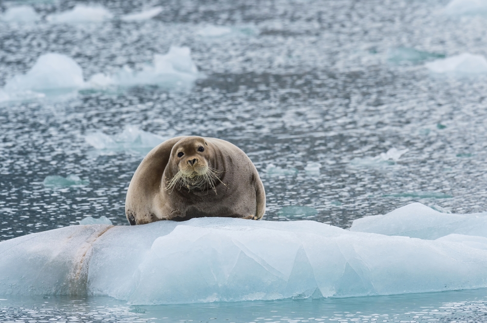 Bearded,Seal,(erignathus,Barbatus),On,Pack,Ice,,Liefdefjorden,,Haakon,Vii