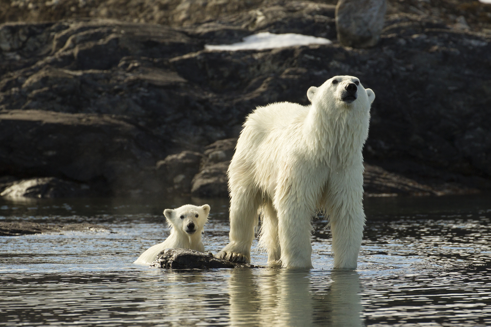 Polar,Bear,,Ursus,Maritimus,,Adult,With,Young,,Swimming,,Liefdefjorden,Norway