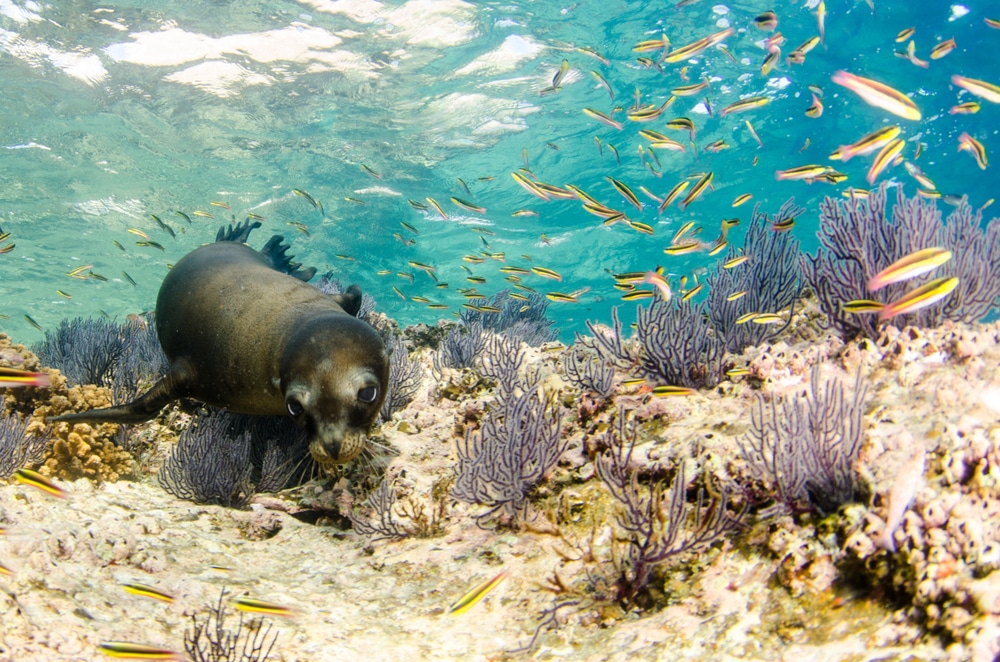 Californian,Sea,Lion,(zalophus,Californianus),Swimming,And,Playing,In,The