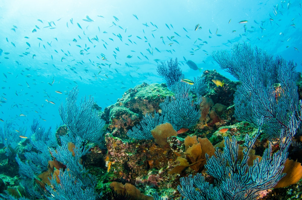 oral,Reef,Scenics,Of,The,Sea,Of,Cortez.,Cabo,Pulmo