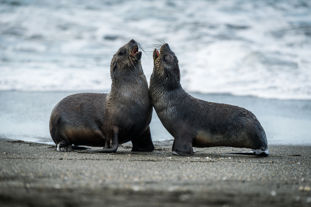Two,Antarctic,Fur,Seals,Playing,On,Beach