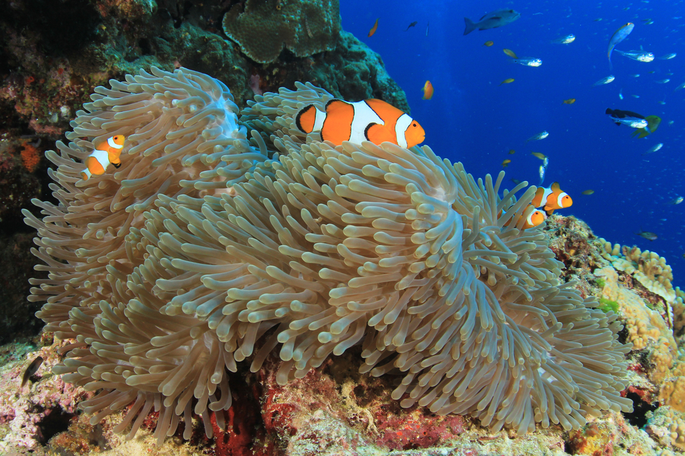 Clownfish,And,Sea,Anemone