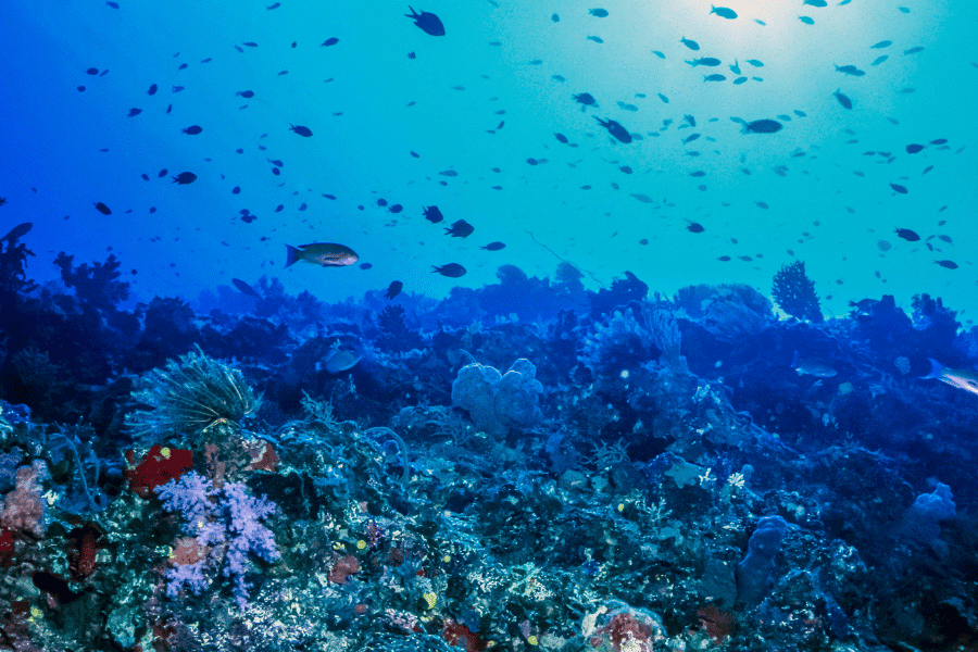 Coral Garden Fiji