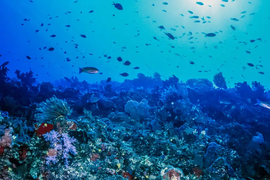 Coral Garden Fiji
