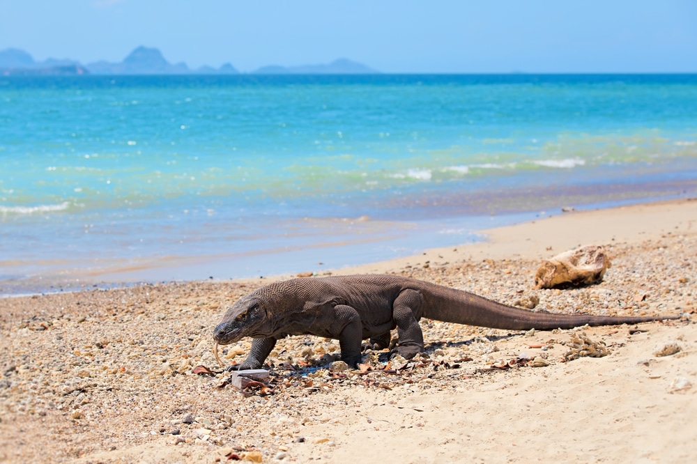 Komodo,Dragon,Walking,At,The,Beach,On,Komodo,Island