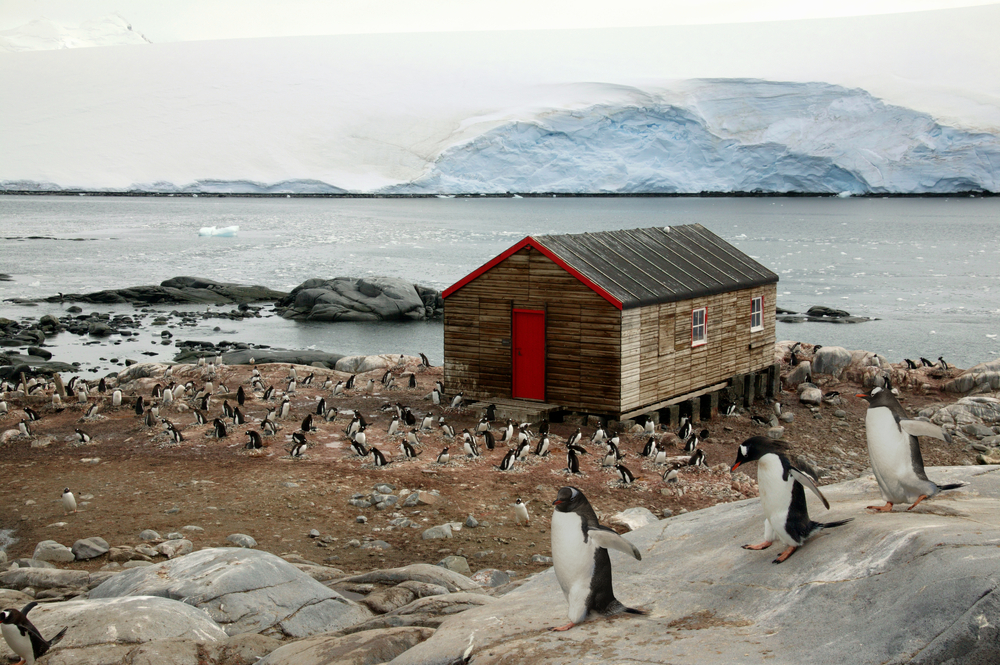 Gentoo,Penguins,Near,A,Cabin,,Bransfield,House,,Port,Lockroy,,Antarctica