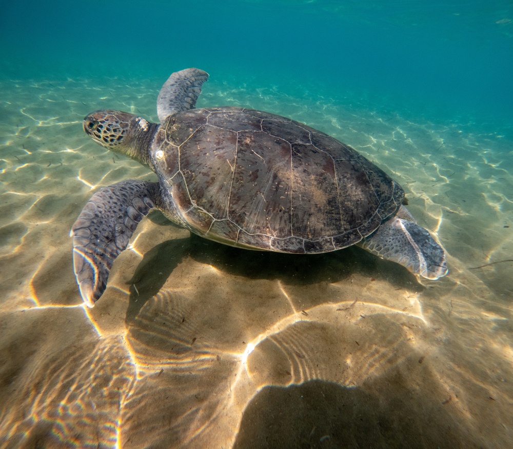 Underwater,View,Of,Sea,Turtles,Swimming,Gracefully,Through,Clear,Ocean
