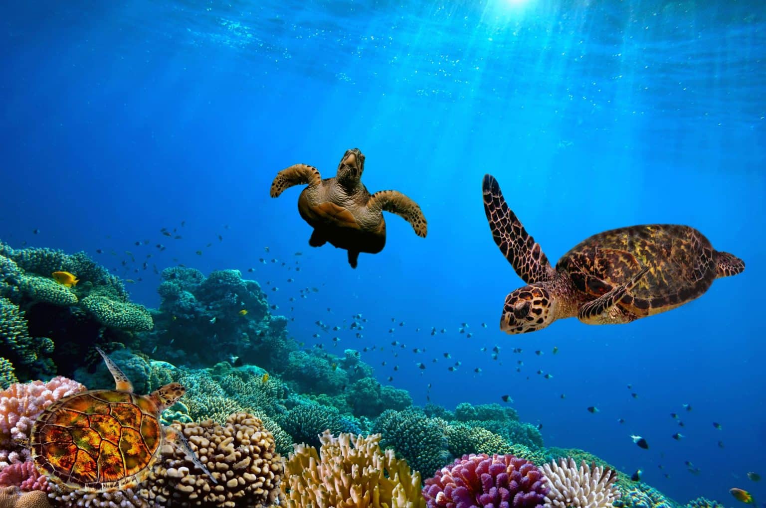 jpeg-optimizer_shutterstock_381058741 Turtle underwater