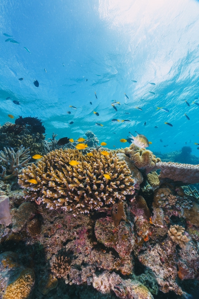 Details,Of,A,Coral,Reef,In,A,Research,Expedition,To