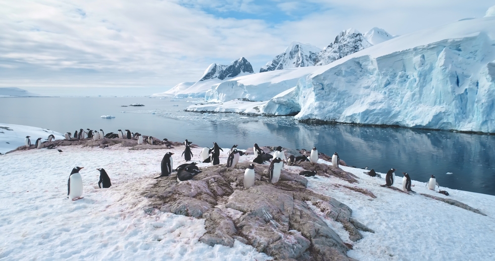 Antarctic,Penguins,Colony,Rest,On,Mountain,Coastline.,Gentoo,Penguins,Nesting,